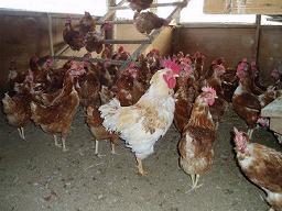 沢山の茶色の鶏の中に1羽白い鶏が飼育されている写真