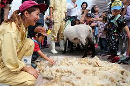 沢山の子供たちが集まるなか、作業着を着た右側の女性の前に羊の毛を広げられ奥で毛を刈られた羊が顔を隠している羊の毛刈りショーの様子の写真