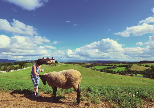 青空の下、広大な芝生の広場で羊の頭を撫でている少年の写真