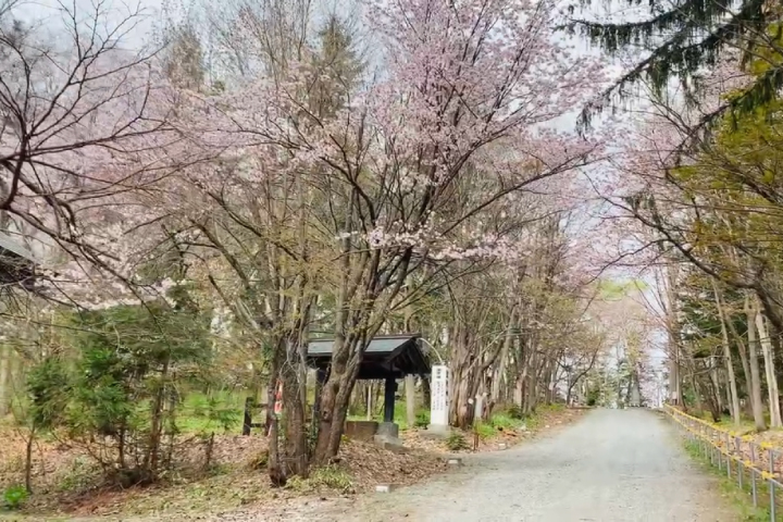 士別神社の桜の風景