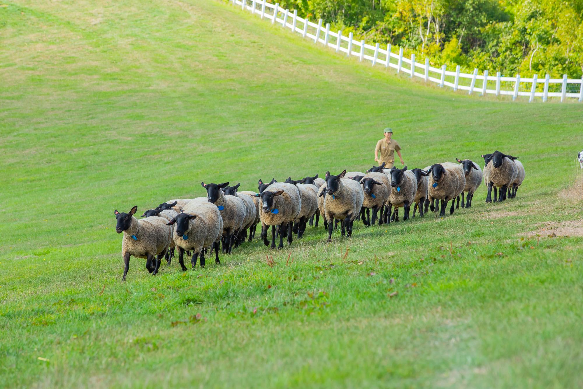 羊と雲の丘をかけまわるサフォーク羊たち