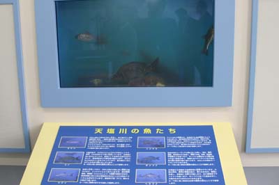 天塩川の魚が泳ぐ水槽の写真