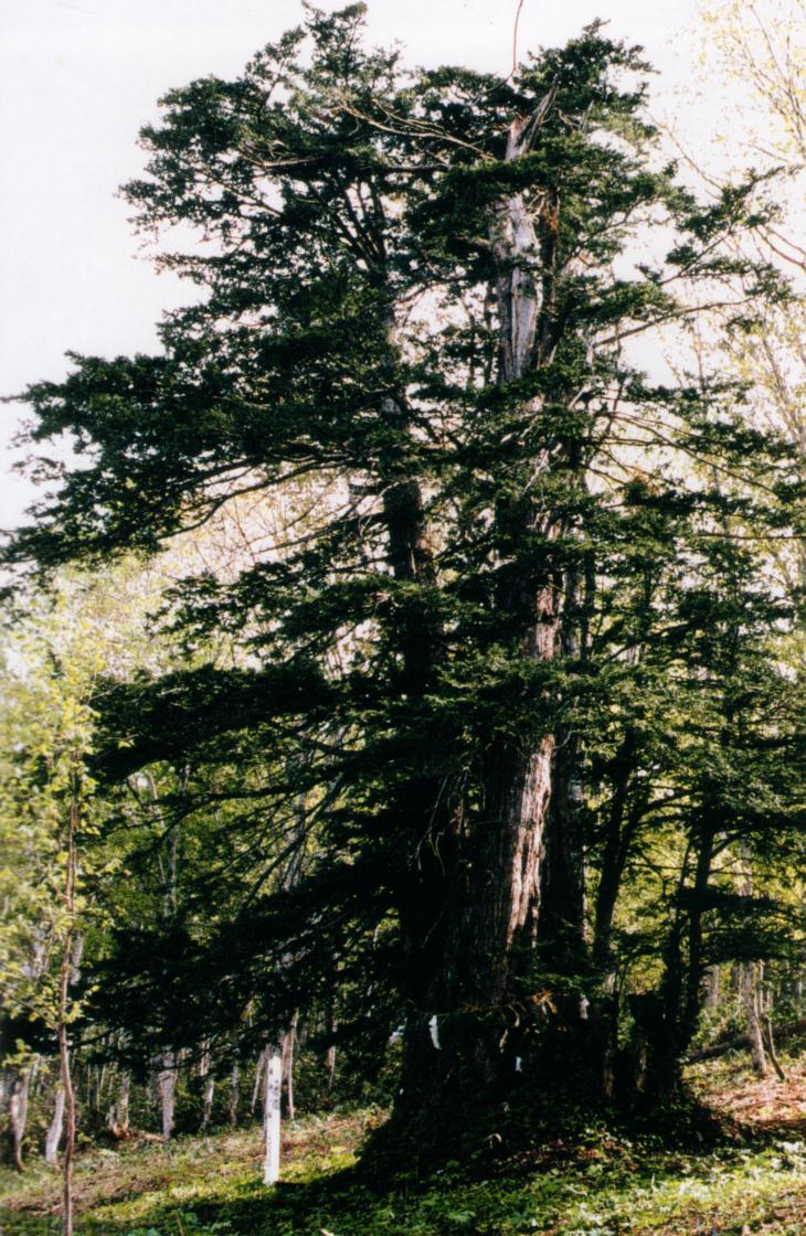 木の幹が太く緑の葉が茂っている祖神の松の写真