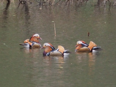 くちばしは赤く、顔は白、頭や首元・背中のあたりがオレンジ色で胸は紫、お腹は茶色のオシドリのオスが3羽が水面を泳いでいる写真