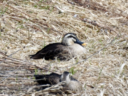 くちばしは先端が黄色く他は藍色をしており、胸のあたりは薄い茶色で体は黒褐色のカルガモ2羽が、枯草の上に座っている写真