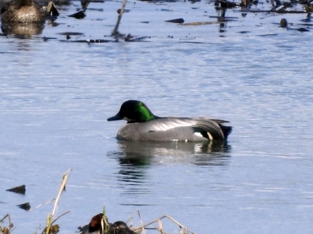 くちばしや顔は黒く、後頭部は緑色で体は白が混じった灰色のヨシガモが水面を泳いでいる写真