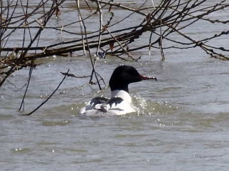 赤黒いくちばしに、頭部全体と背中が黒く首から腹部にかけては白、尾の部分が灰色のカワアイサが水面を泳いでいる写真