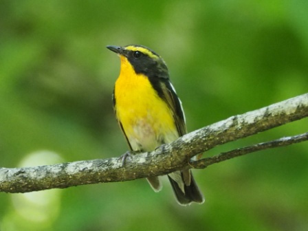目の上と腹部が黄色く、頭部と背中が黒く翼の一部が白いキビタキの写真