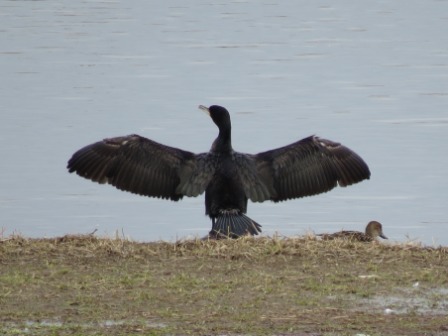 全体的に黒色のカワウが羽を広げ立っている写真
