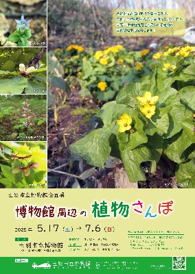 士別市立博物館企画展「博物館周辺の植物さんぽ」のポスター画像