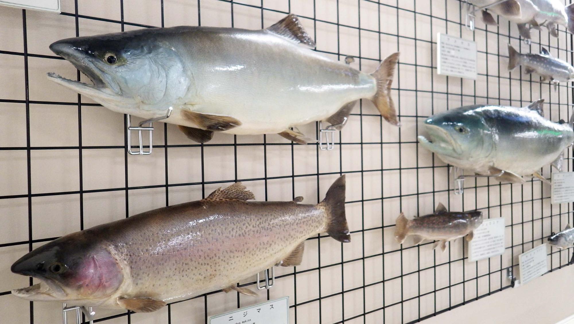 数種類の魚の標本が壁に掛けられて展示されている写真