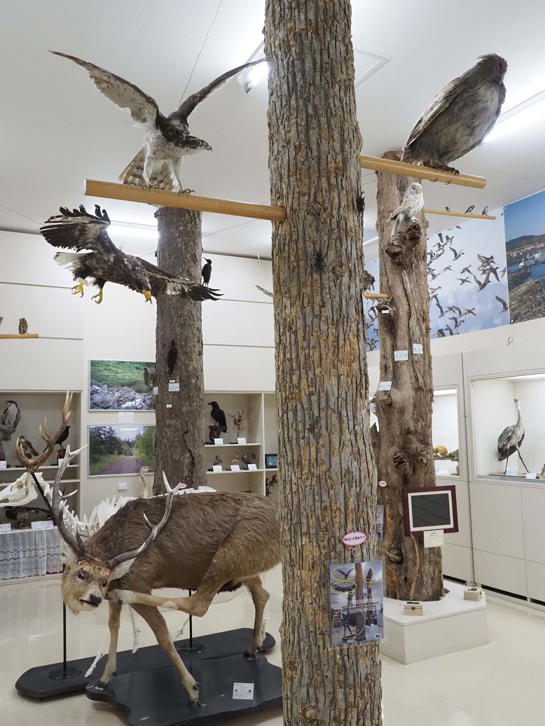 3本の木の幹が立っており、その周りに様々な種類の鳥やシカの標本などが置かれている写真