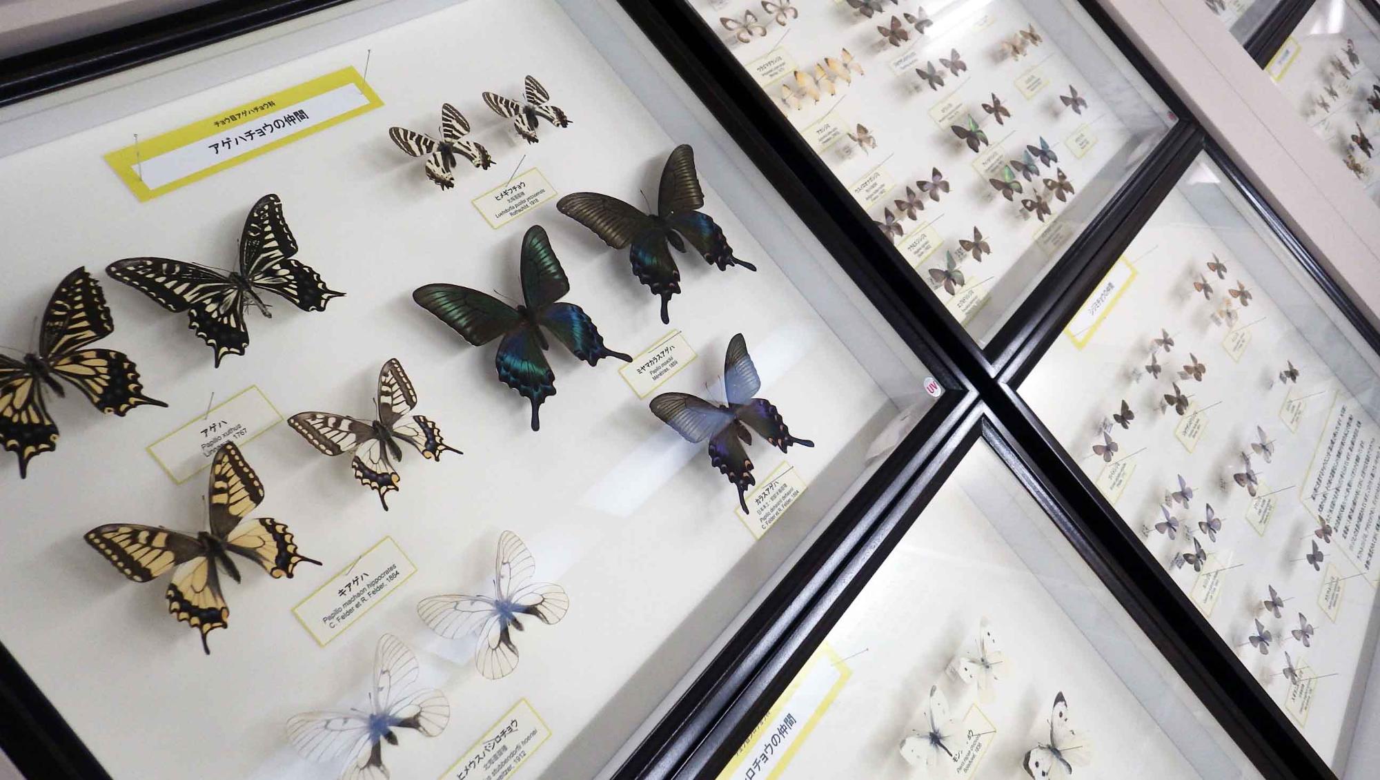 様々な種類の蝶が並べられている昆虫標本の写真
