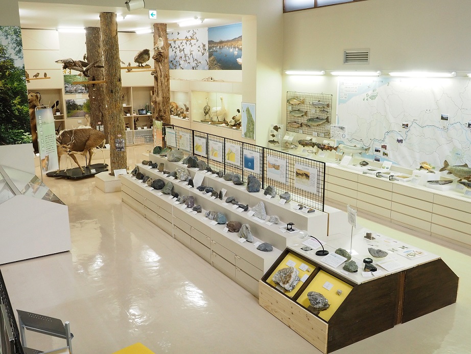 鉱石や植物、動物、魚などが展示されている自然展示コーナーの写真