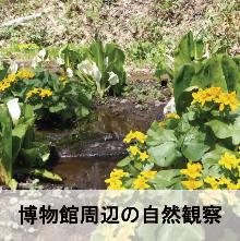 博物館周辺の自然観察