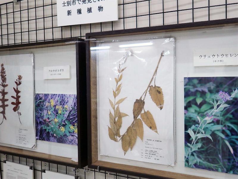 士別で発見された新種の植物標本の展示