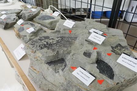 葉の形がきれいに残されている植物化石