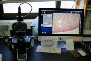 左側に顕微鏡、右側に顕微鏡の画像が映し出されたパソコンの写真