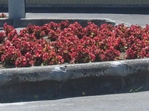 赤い花が花壇に植えられている写真