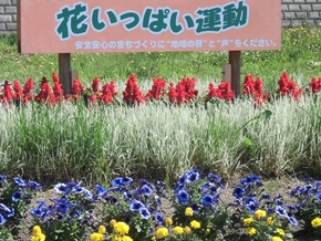 花いっぱい運動と書かれている看板と花が植えられている写真
