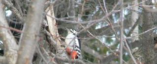羽が黒色でお腹が白色と赤色をしたアカゲラが木の枝にとまっている写真